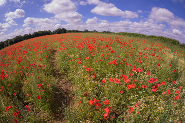 Red Poppy field at late afternoon in the summertime in Leicester-shire UK