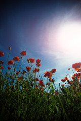 Fototapeta na wymiar Flowers Red poppies blossom on wild field. Beautiful field red poppies against blue sky. Red poppies, Opium poppy. Natural drugs. Glade of red poppies. Beautiful field of red poppies in the sunlight
