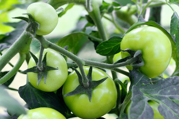 immature green tomatoes in the garden
