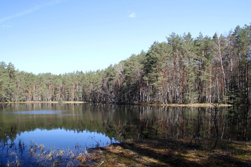 Lake in the forest