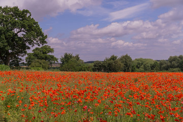 Fototapeta na wymiar Red Poppy field at late afternoon in the summertime in Leicester-shire UK
