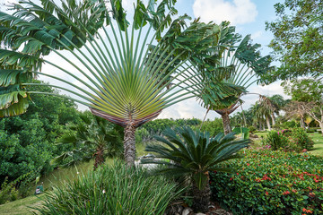 Fototapeta na wymiar Tropical landscape with Traveller's tree (Ravenala madagascariensis), sago palm (Cycas revoluta), ixora bushes and a pond in the background. Traveller's palms grow on an east-west line.