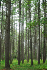 Fototapeta na wymiar green forest and tree trunks in summer