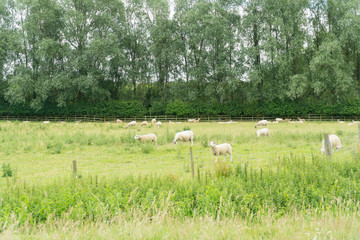 Sheep grazing in a field in Leicester-shire