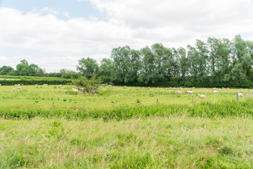Fototapeta na wymiar Sheep grazing in a field in Leicester-shire