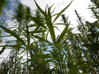 cannabis on a farm dancing in the wind