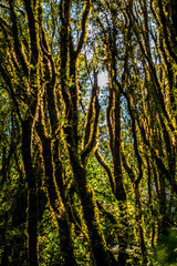 New Zealand Mossy Trees 1