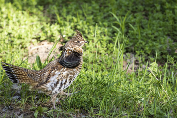 Grouse