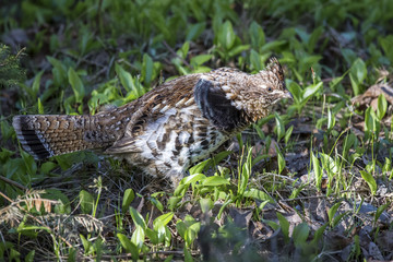 Grouse