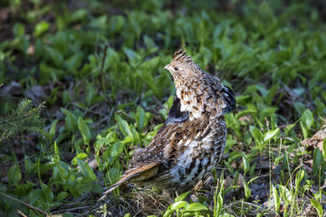 Grouse