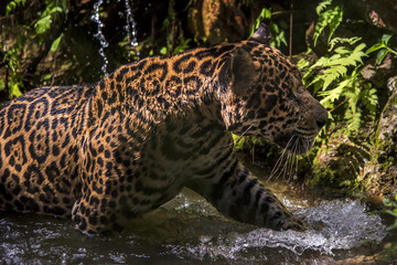 Onça-pintada (Panthera onca) | Jaguar