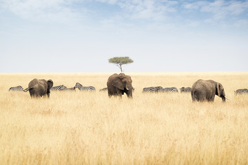 Elephants and Zebra in Kenya