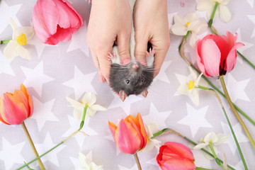 Female hands with cute rat and flowers on table