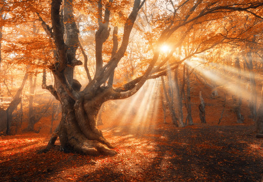 Magical old tree with sun rays in the morning. Amazing forest in fog. Colorful landscape with foggy forest, gold sunlight, red foliage at sunrise. Fairy forest in autumn. Fall woods. Enchanted tree