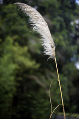 Pampas grass in bloom