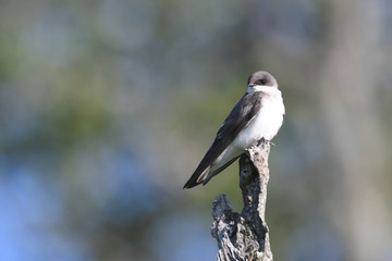 Bank Swallow perched on branch
