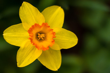 Yellow Orange Daffodil