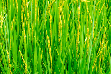 Close up Rice field and golden rice.
