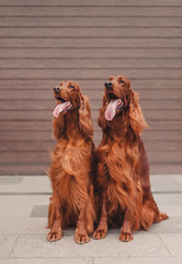 Two red irish setters