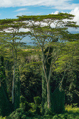 koa trees acacia koa kauai hawaii