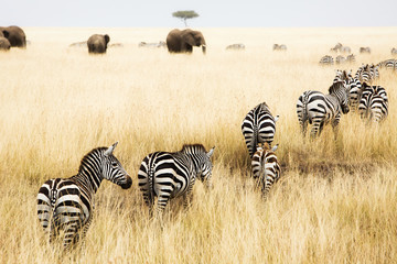 Line of Zebra in Grass of Kenya