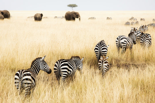 Fototapeta Line of Zebra in Grass of Kenya