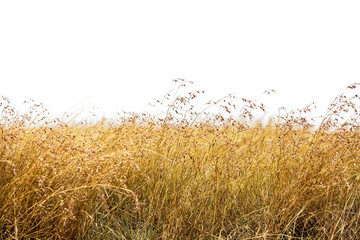 Red Oat Grass Isolated - Powered by Adobe