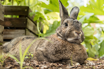 Adorable small brown and gray bunny rabbit relaxes in the garden