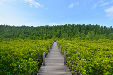  Golden mangrove feild at Klaeng district,Rayong,Thailand