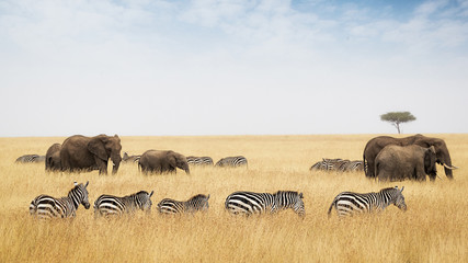 Zebra and Elephants Walking in Kenya Grasslands