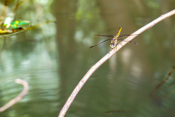 Dragonfly island at the water edge.