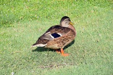 brown duck