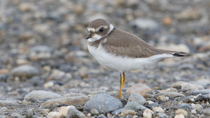 Semipalmated Plover