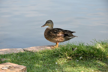 Brown duck standing on rock wall by pond