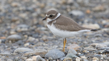 Semipalmated Plover
