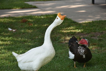 Beautiful white swan with ugly ducking