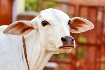 Portrait of  cow calf © mds0