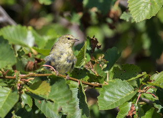 Orange-crowned Warbler
