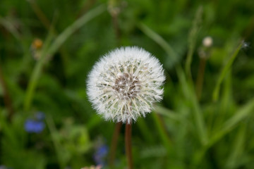 Meadow dandelion flower summer field close up