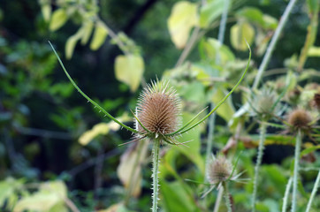 dangerous green plant with many spikes on its head