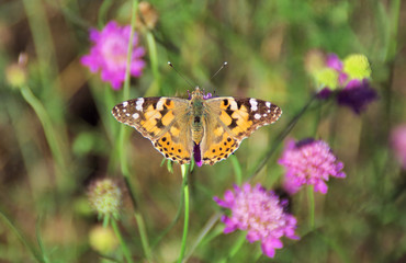 close view of a simple butterfly on a flower