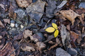 Yellow in the wood