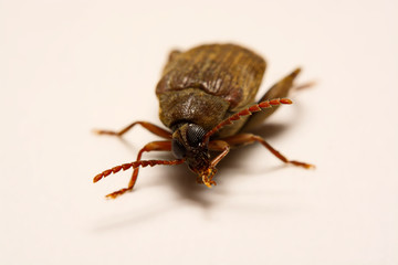 Sagra femorata purpurea Lichtenstein, Tricolor Big-legged