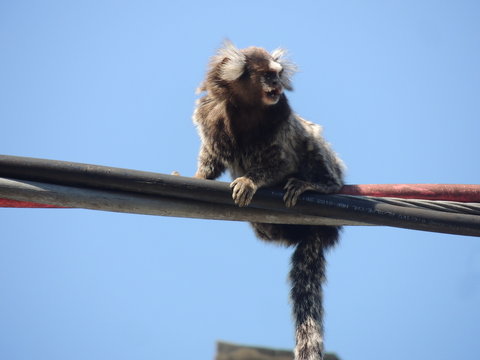 Macaco sagui hi-res stock photography and images - Alamy