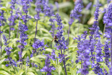 bumble bee on purple flower