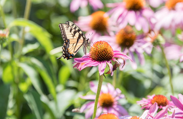 close up of butterfly on pink cone flower