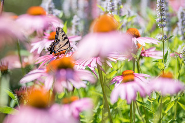 close up of butterfly on pink cone flower