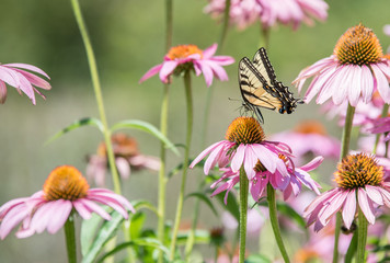 close up of butterfly on pink cone flower