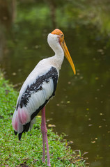 Mycteria leucocephala.