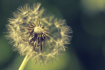 close up Seeds on Dandelion in a field